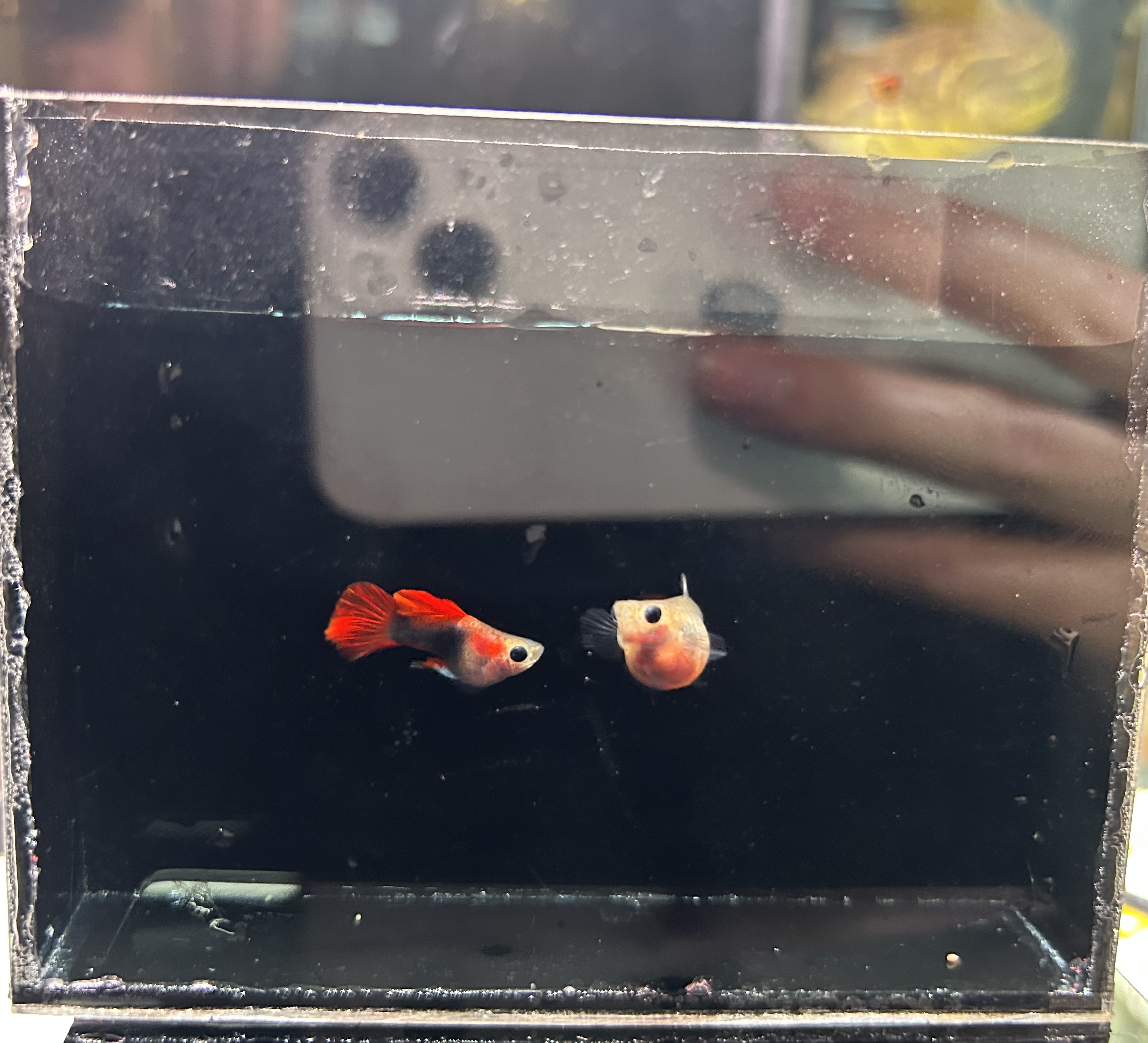豫见水族小型热带观赏鱼孔雀鱼-红礼服玻璃猫
