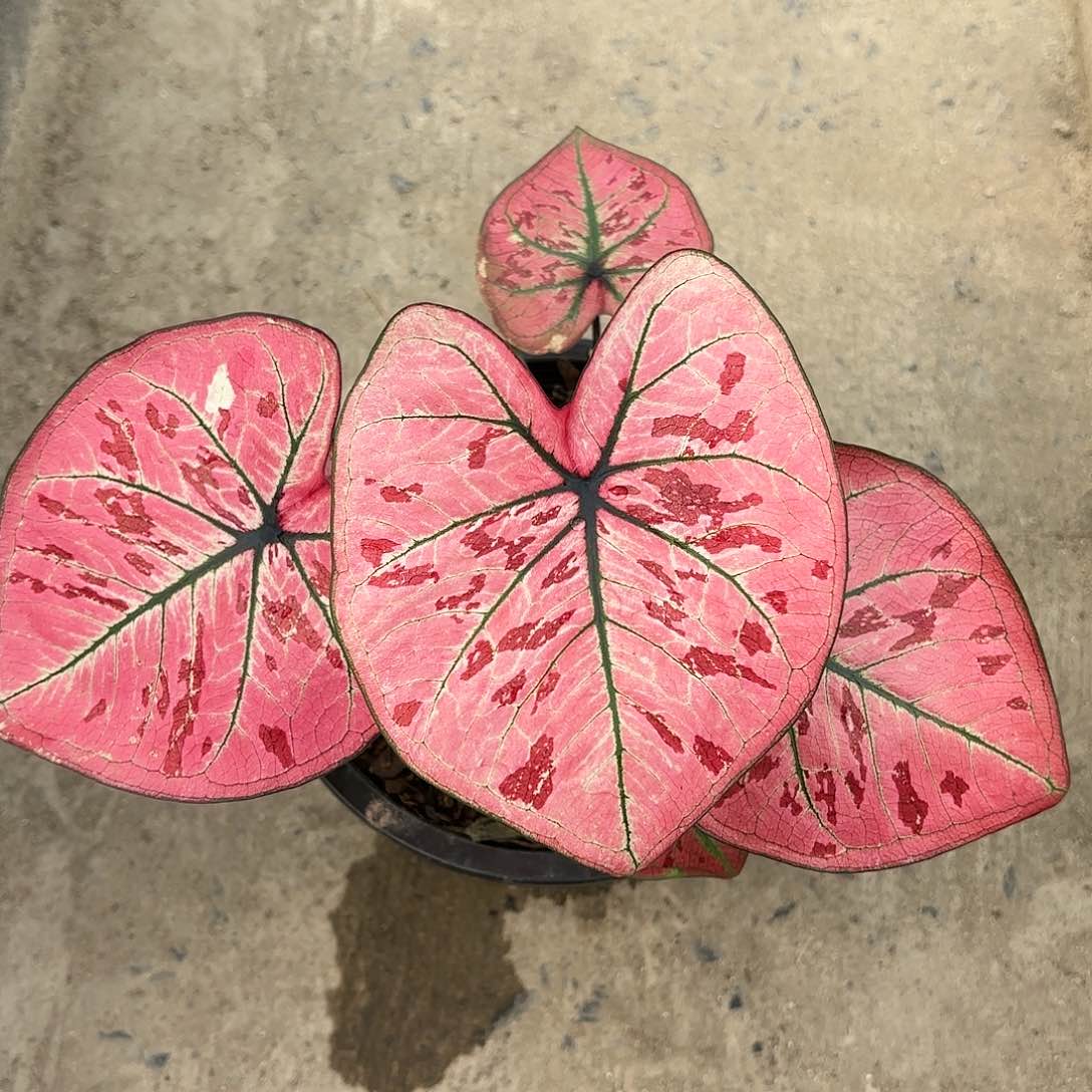 叫****665-0123彩叶芋泰国发货