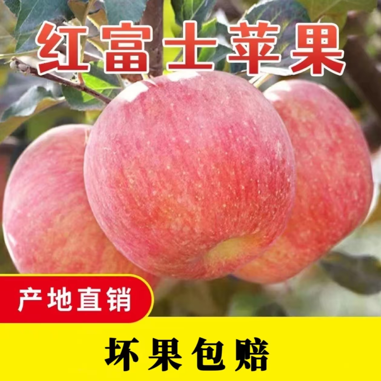 山东正宗富士苹果整箱水果包邮