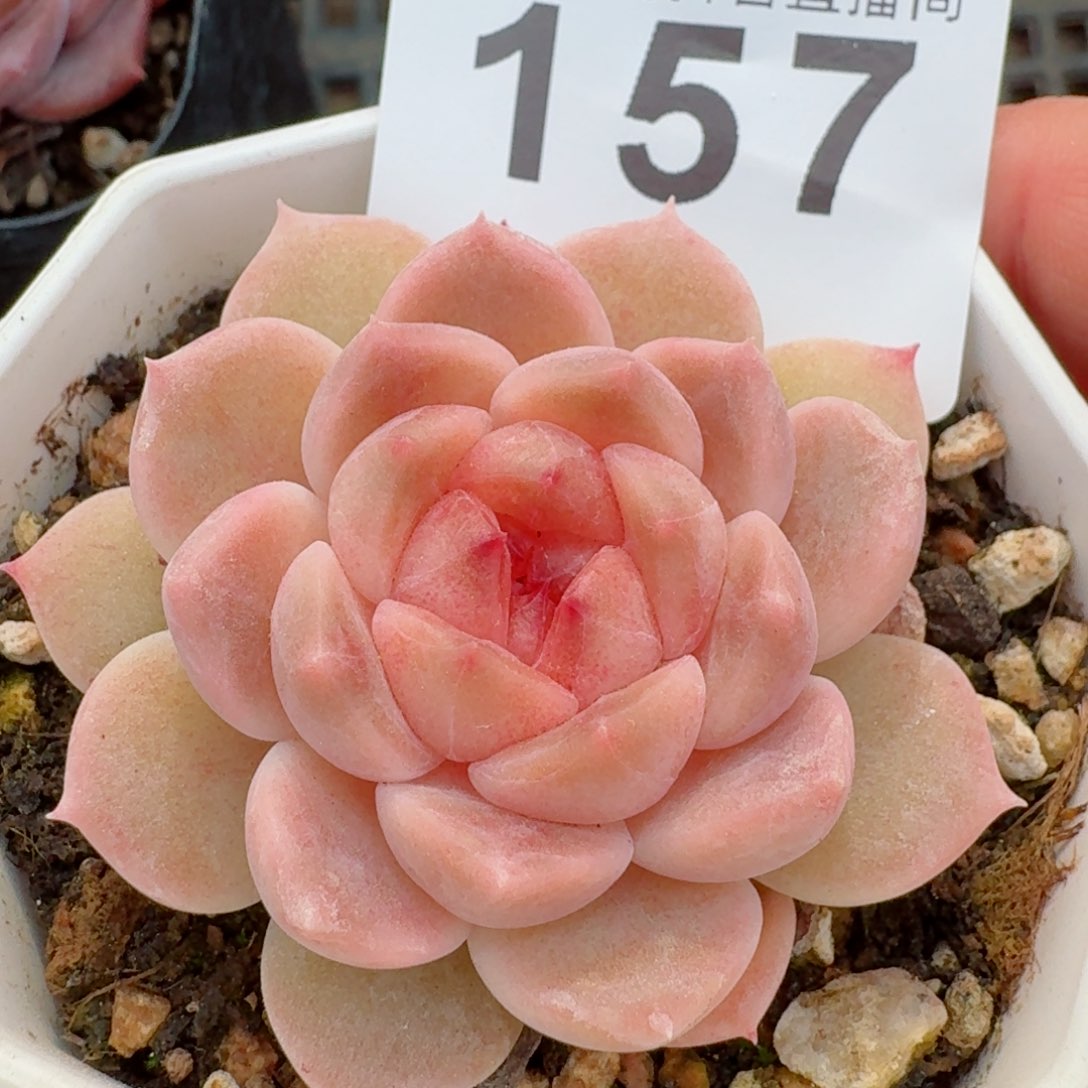 冰魄         精品多肉