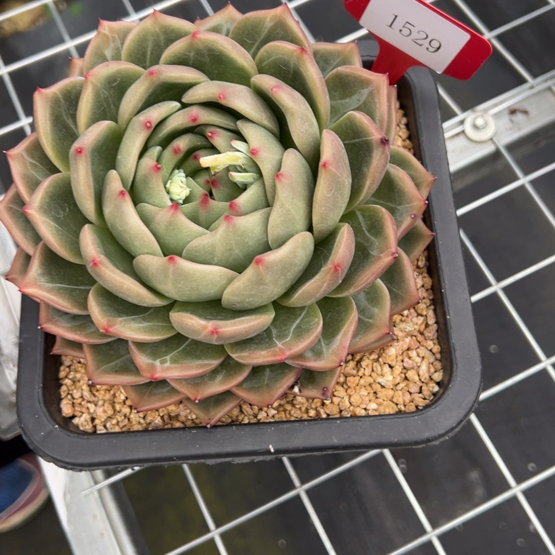 慧****承1529肉多校长多么肉