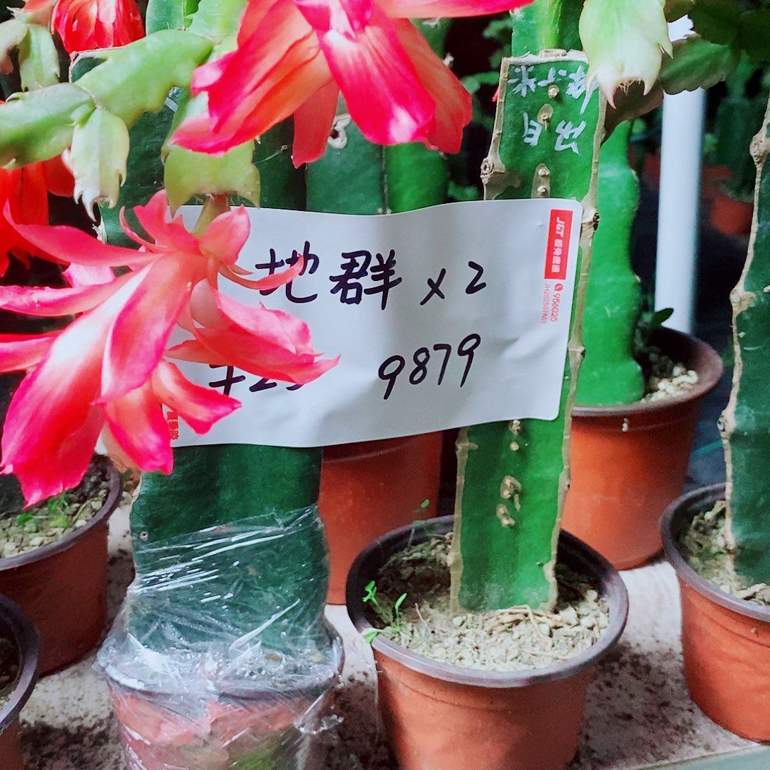 地***群无花朵火龙果嫁接两棵，福利
