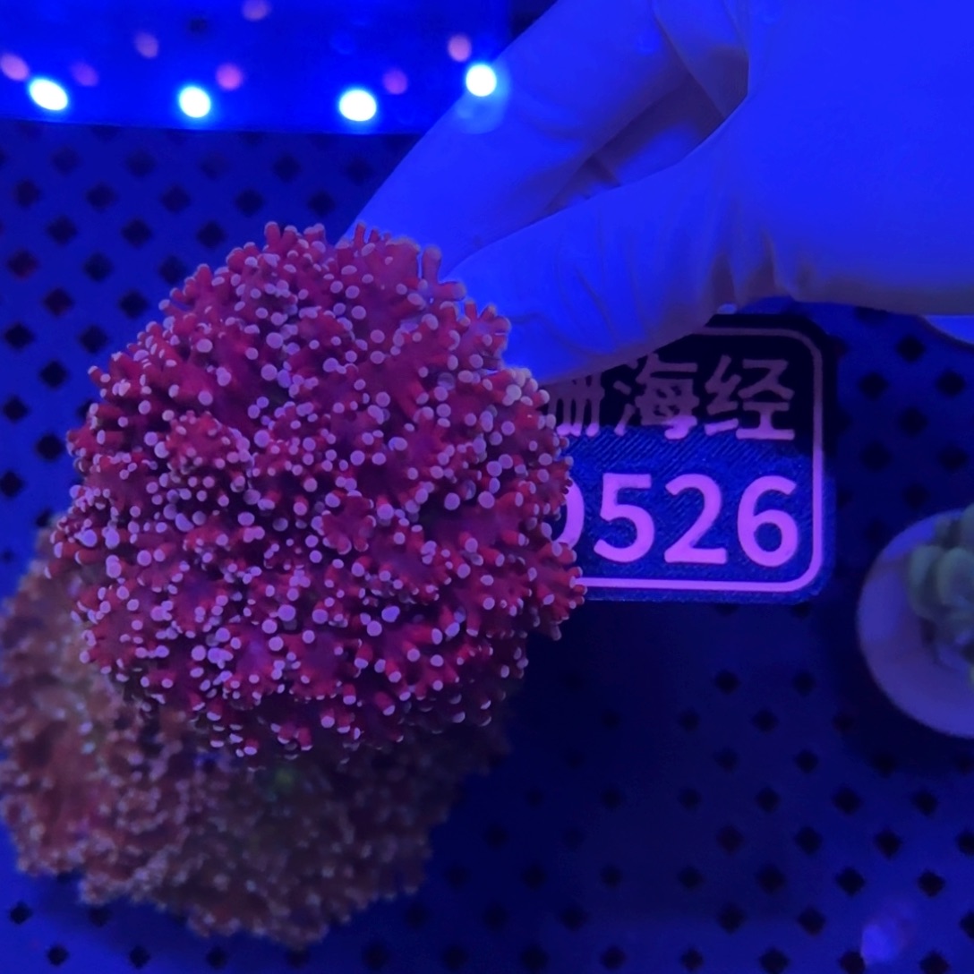 火***童纽扣珊瑚又又不包邮山脉玫瑰金蛙卵D526