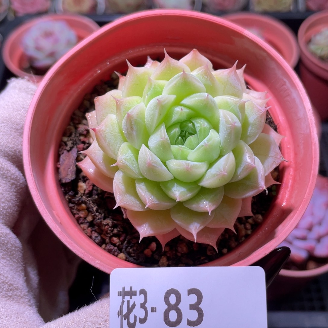 花利美3-83麦秆单头