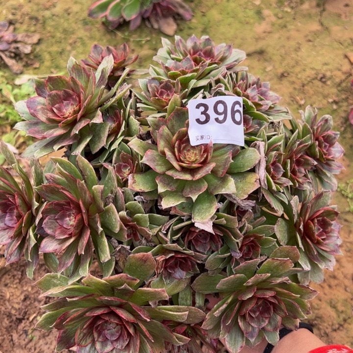 红霞多肉植物396