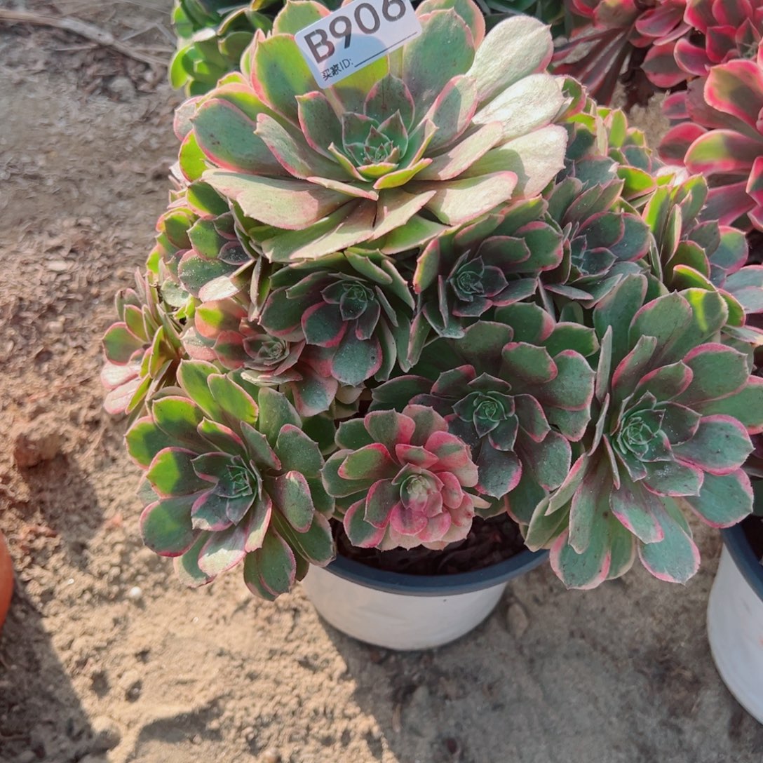 906粉花妖多肉植物