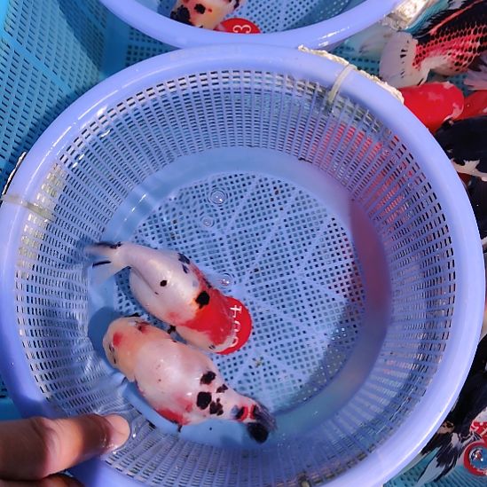 金鱼054兰寿两只特价顺丰包邮