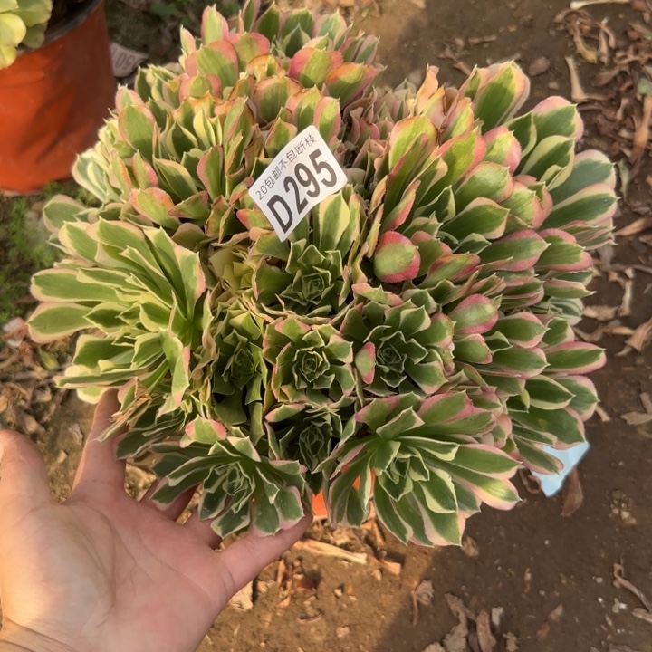 白凤……多肉植物……