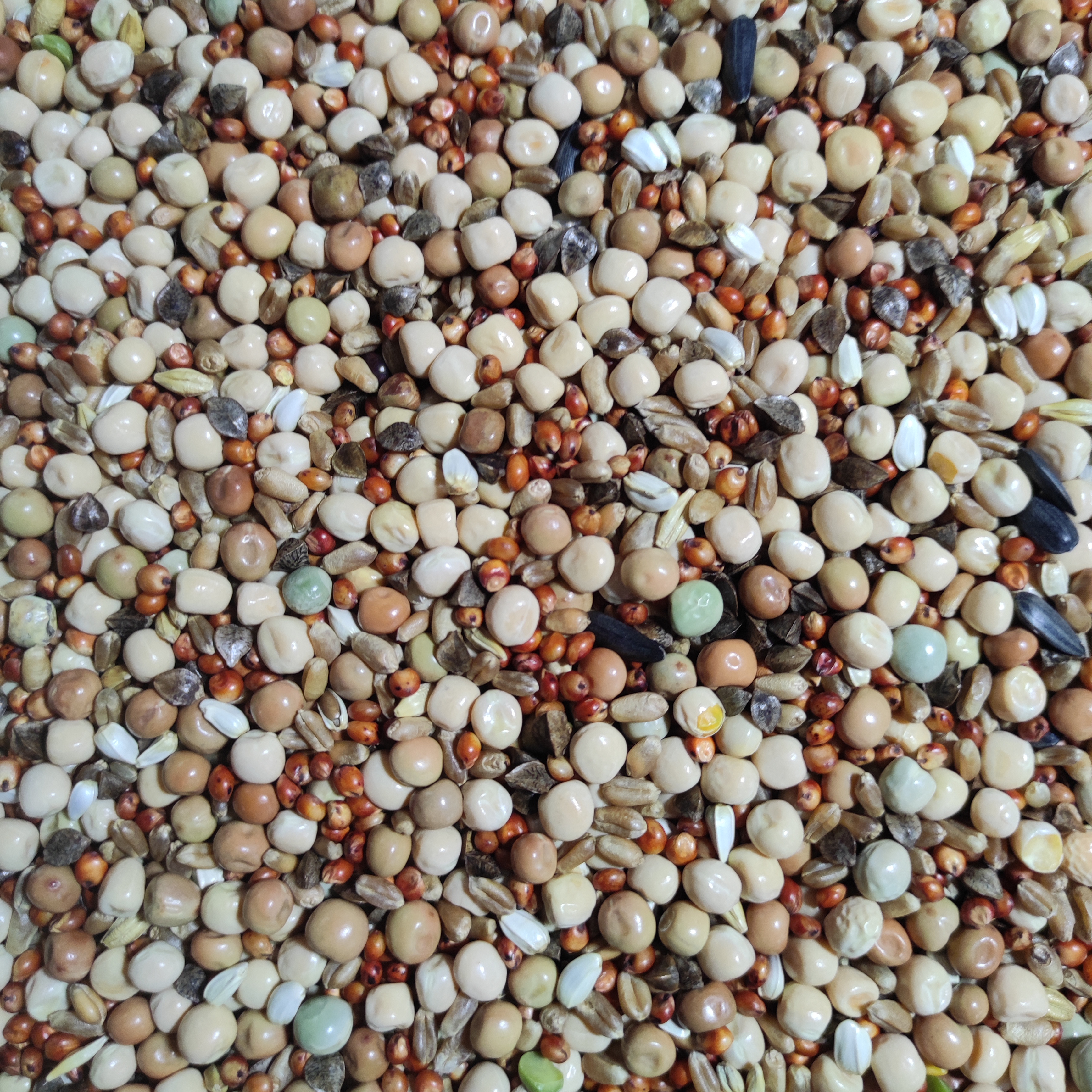 粮良德易无玉米幼鸽鸽粮信鸽子粮食赛鸽料元宝观赏鸽鸟食50斤包邮