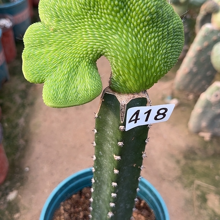 许***好无花朵嫁接青蛇缀418