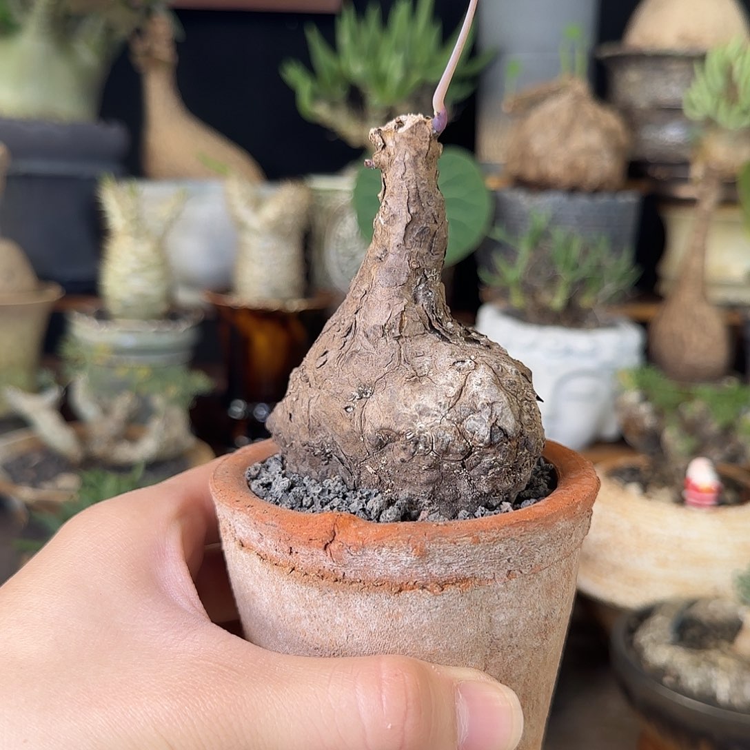 一物一拍老家一叶龟360