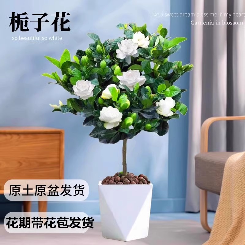 独杆棒棒糖栀子花盆栽带花苞浓香老桩树苗客厅阳台四季开花卉植物