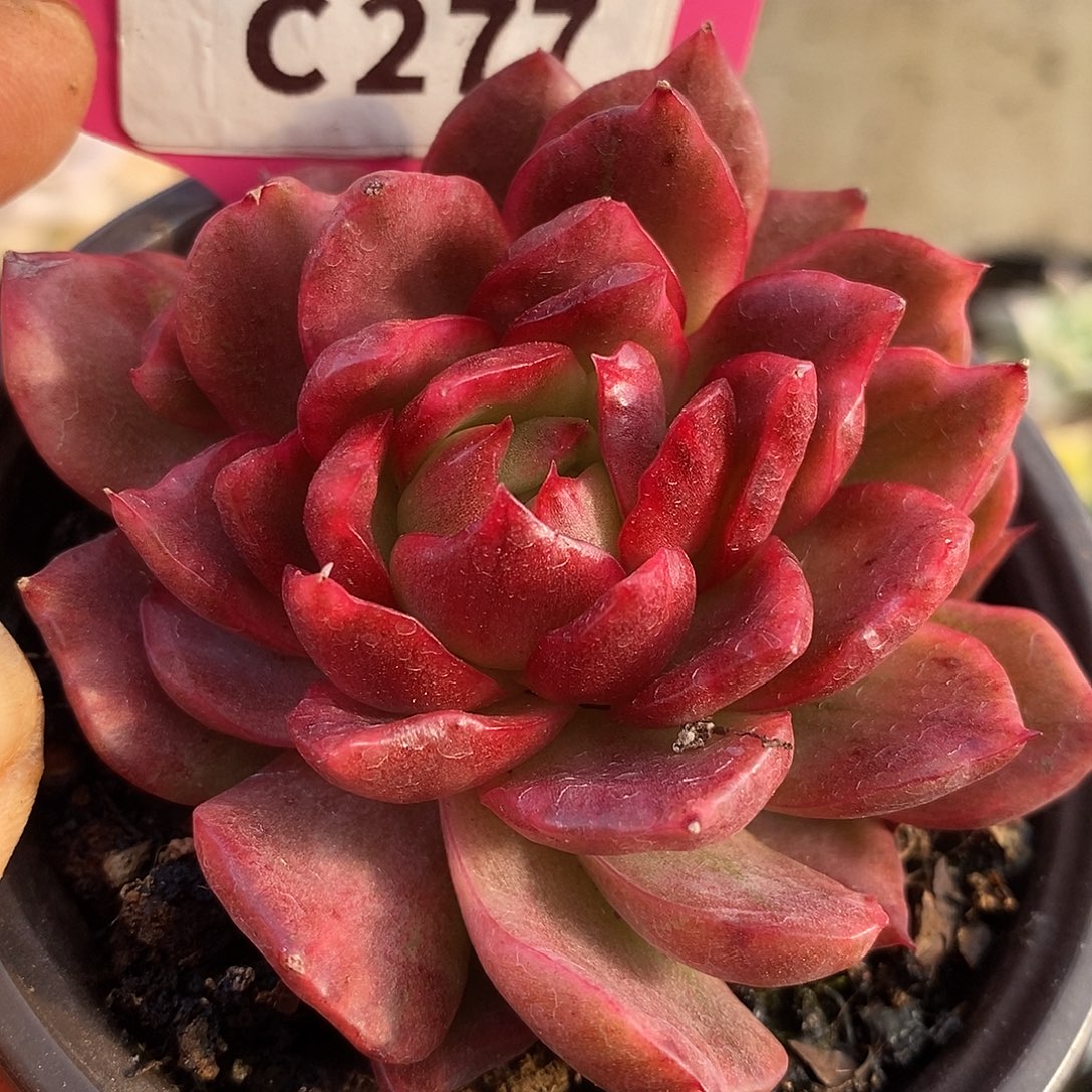 277东云杂哈哈哈哈哈