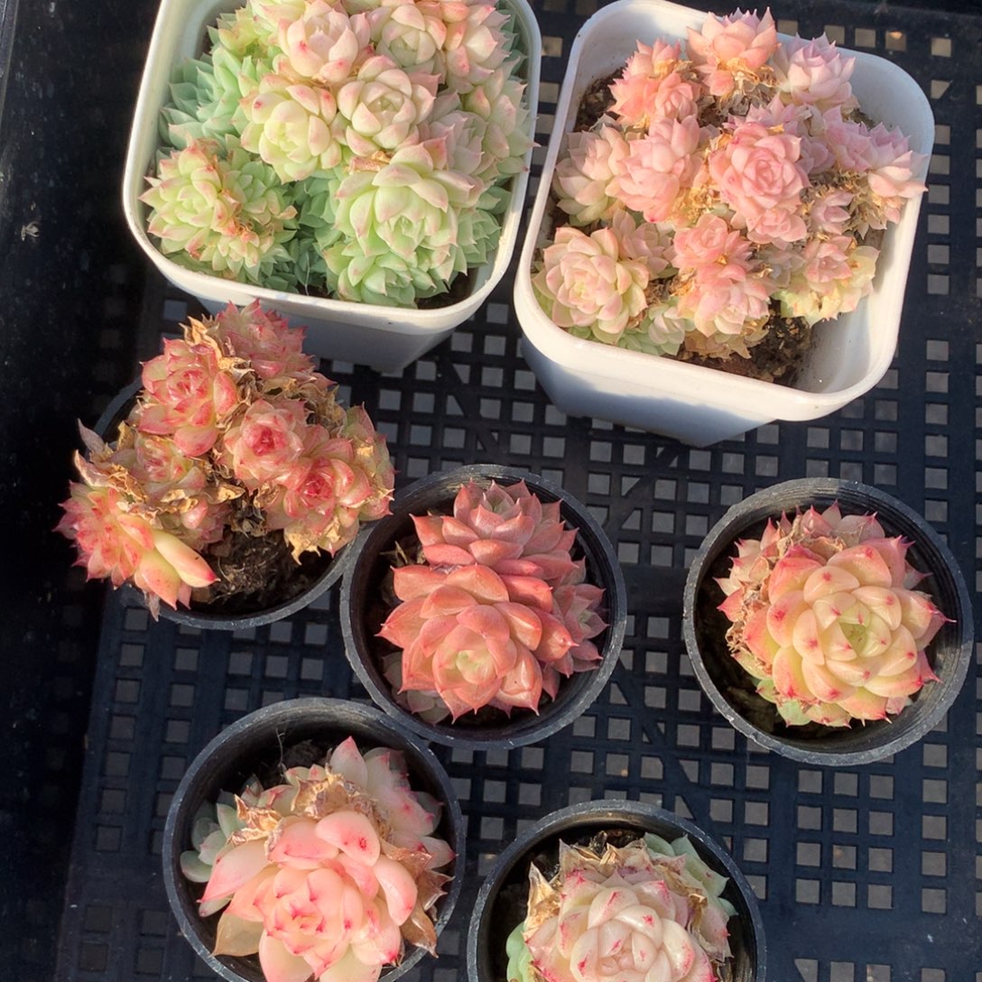 1203-54 套餐一组