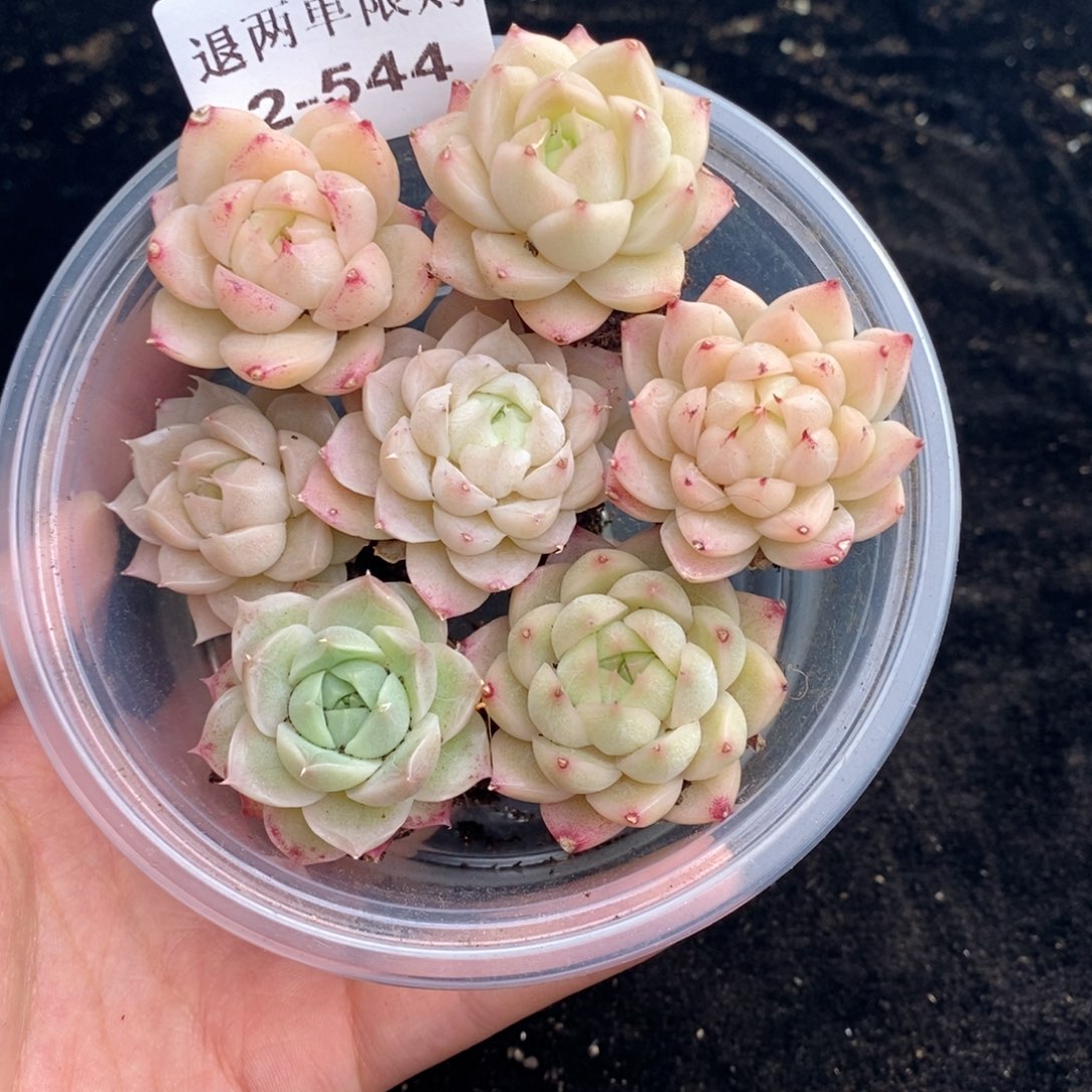 2-544 新疆西藏内蒙不发其他12.8包邮两到三公分多肉