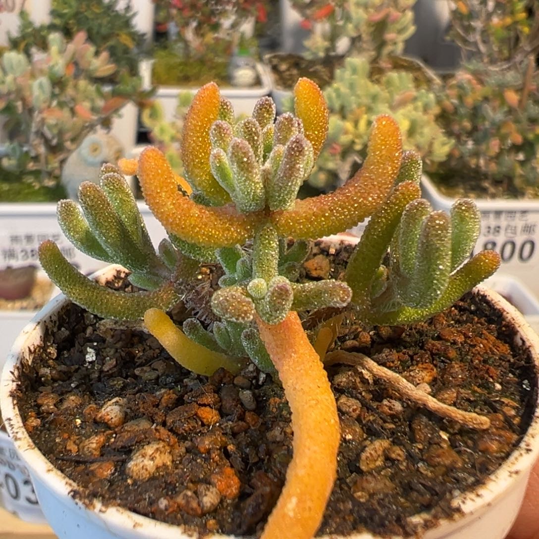 3-064枝干番杏多肉钻石锦五圆盆