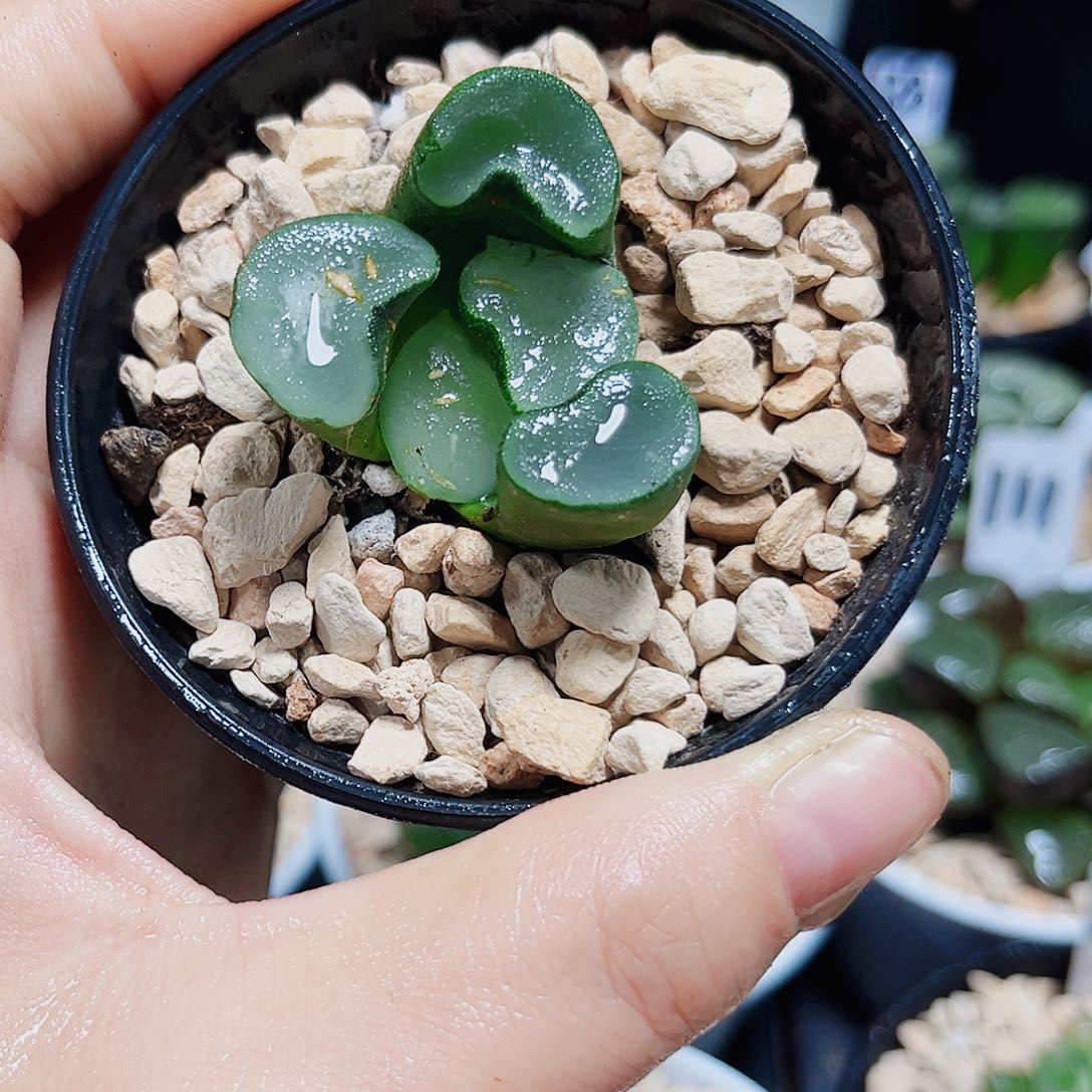 空门万象多肉植物6666