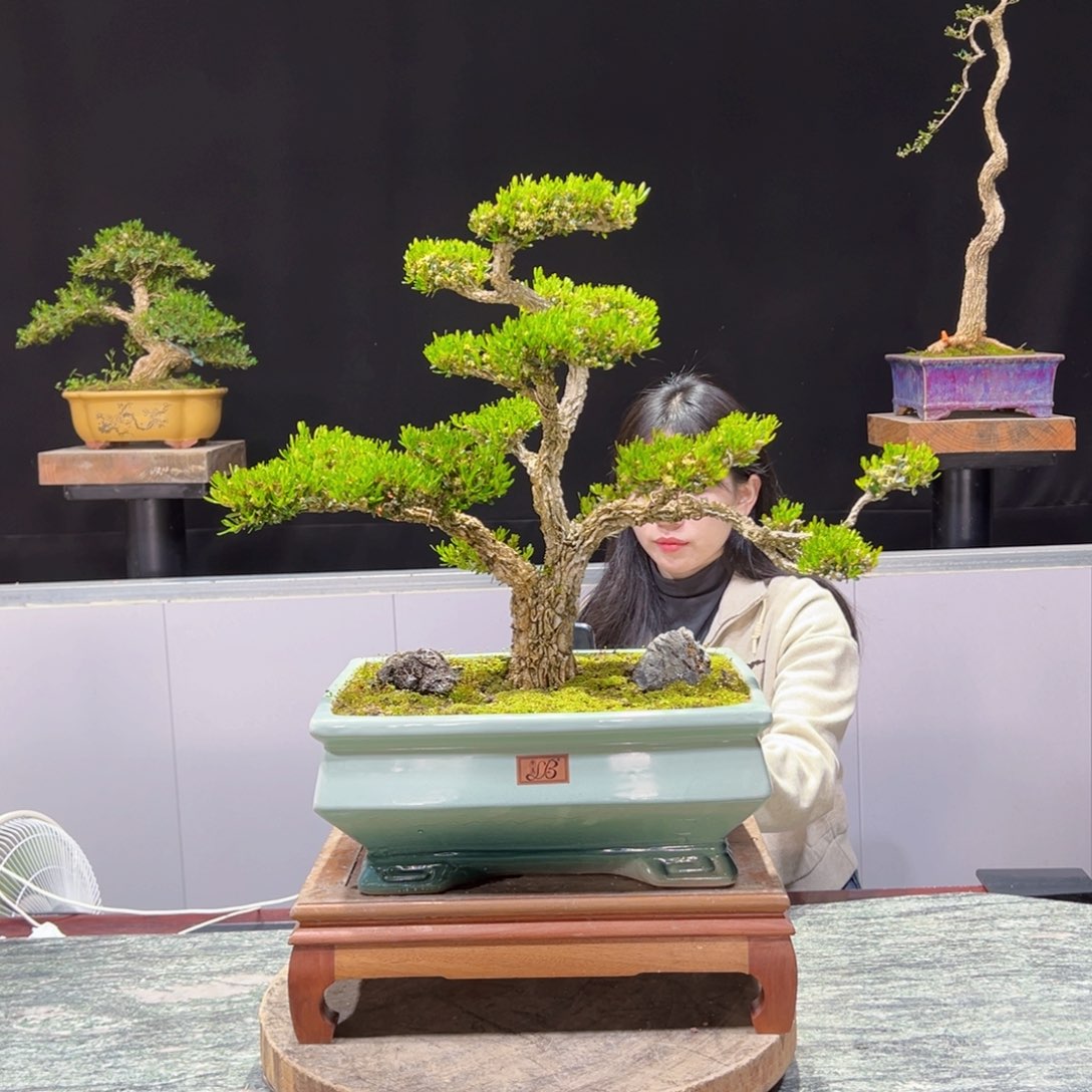 黄杨米盆景老桩四季常青