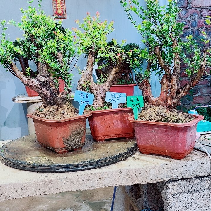 老***金当前无花栽培后可以开花