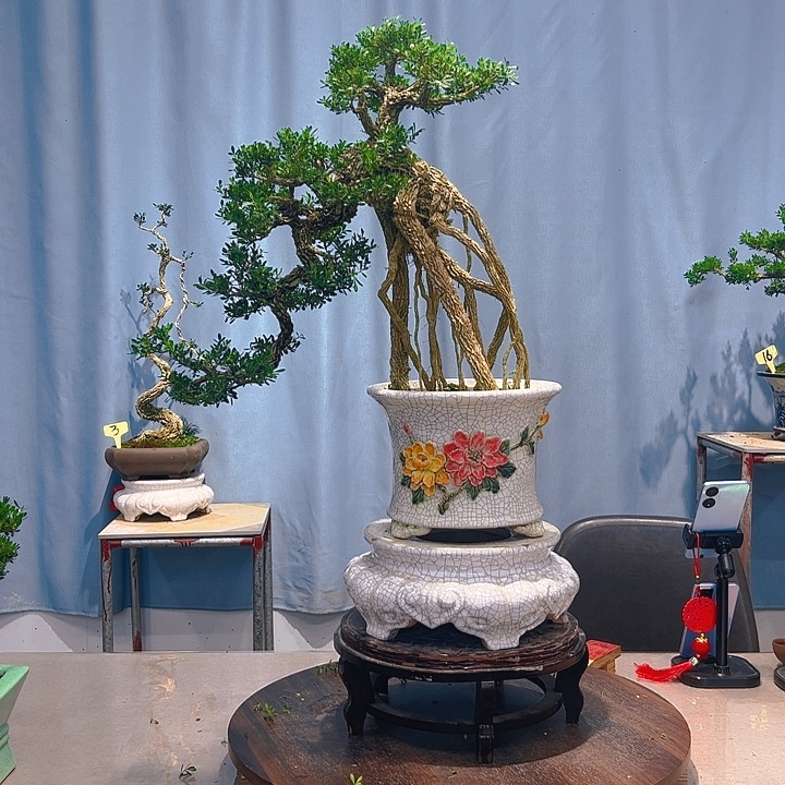 无花朵广东皱皮雀舌黄杨