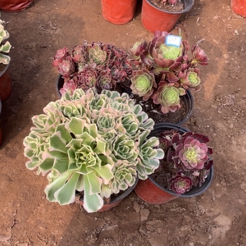 657多肉植物组合，