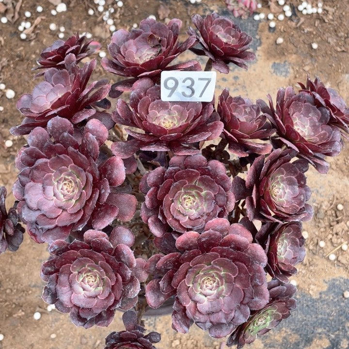 937多肉植物黑萝莉