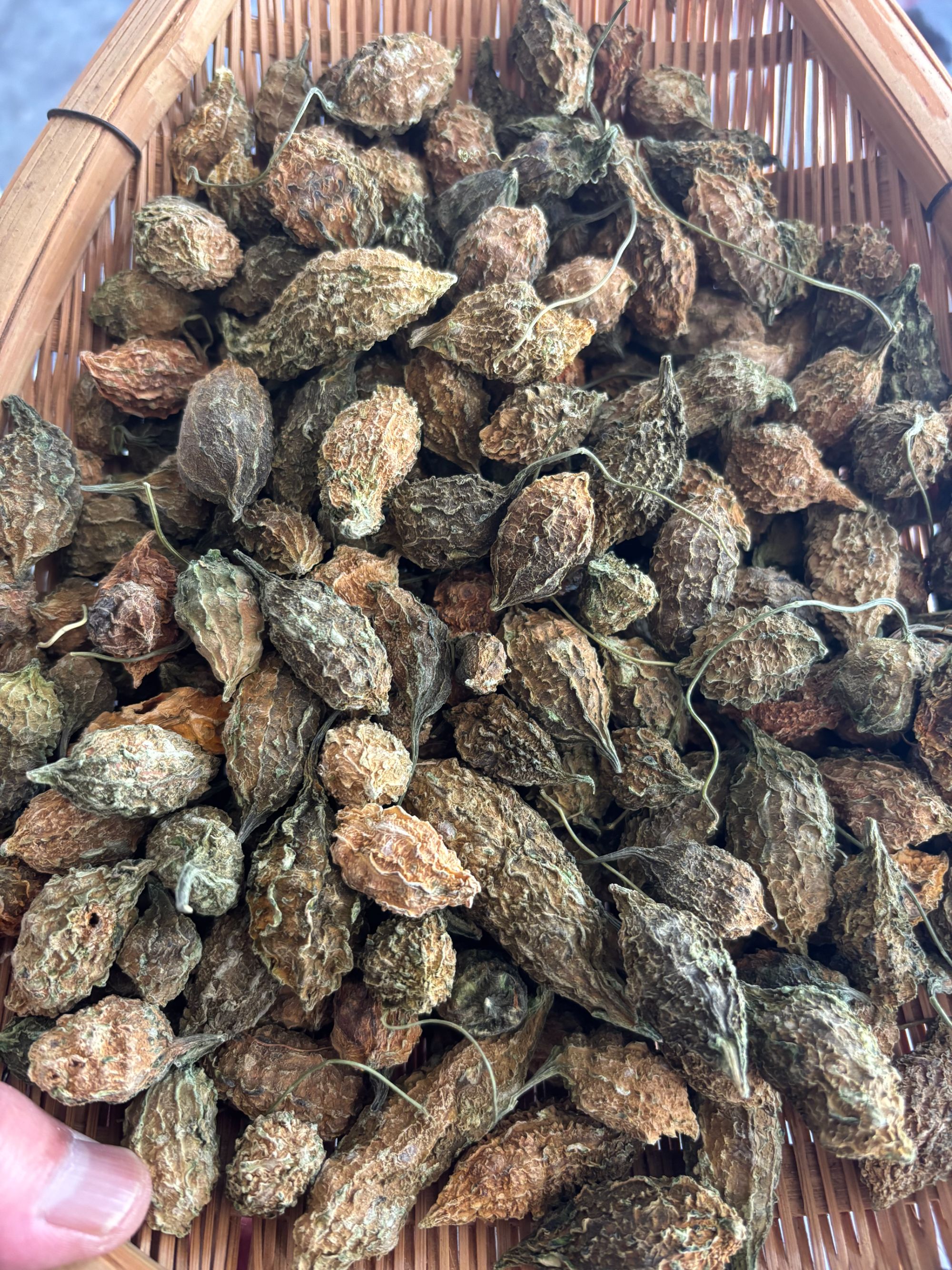 云岭精选野生（水石梓）可煲汤煮茶苦尽甘来