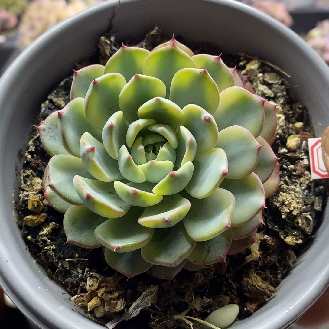 0815姬莲锦多肉植物
