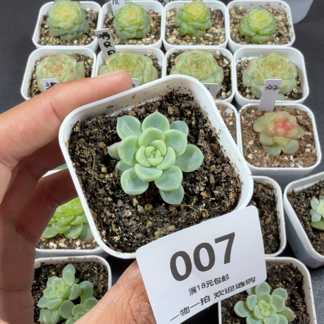 l***x泼天2一物一拍007