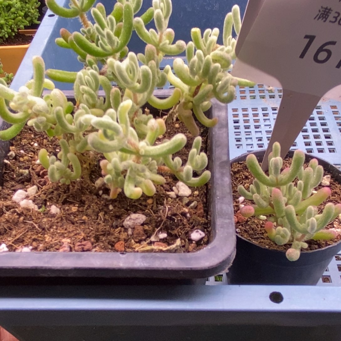 161两颗福利炸。            