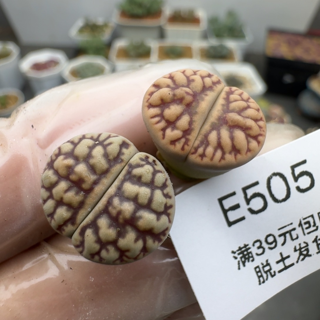 505多肉哈哈哈哈哈哈哈哈哈哈