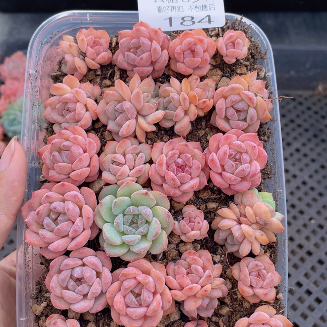 云糖心多肉植物184