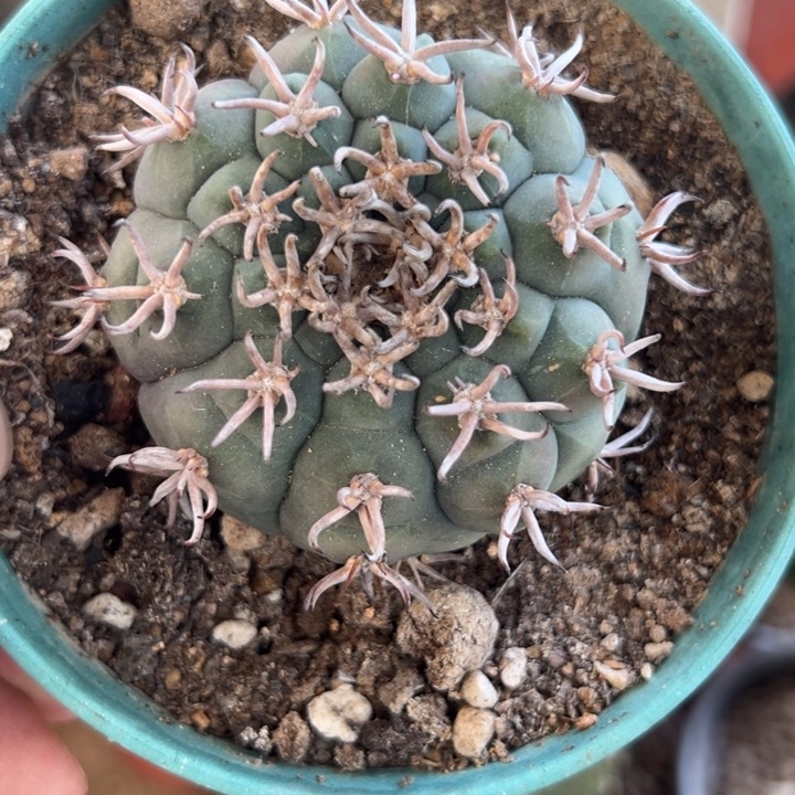 自根猫爪仙人球2047号