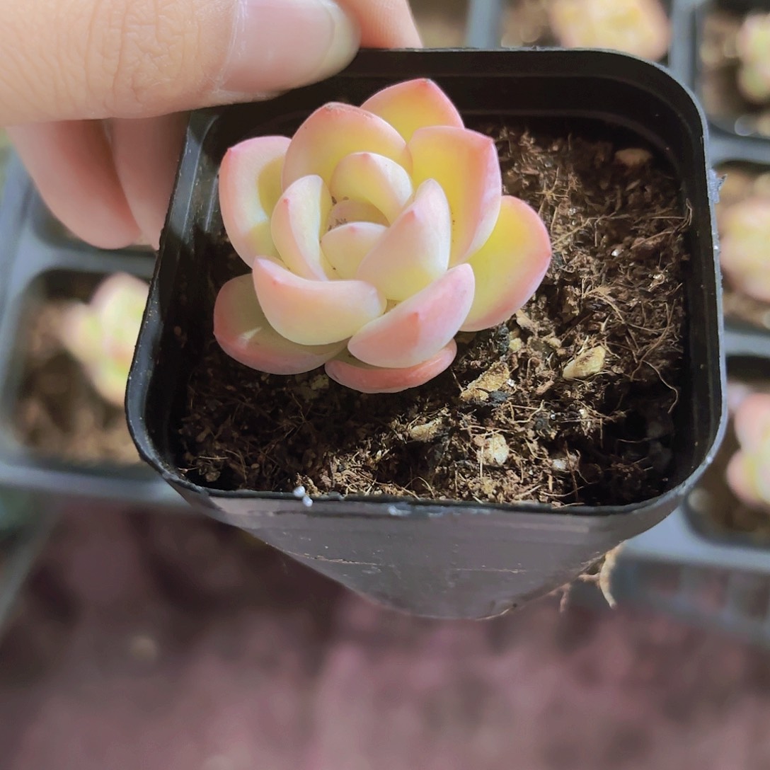 精品泡芙多肉植物