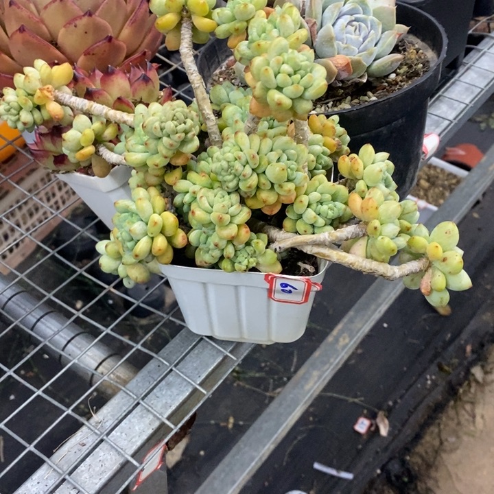 锦**?林之恋多肉60