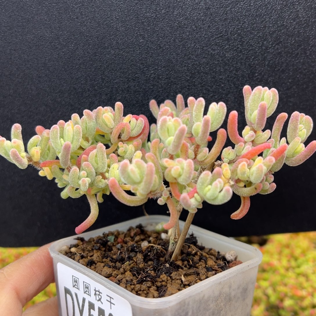 特dy5505小老桩橙叶锦冠幅9cm
