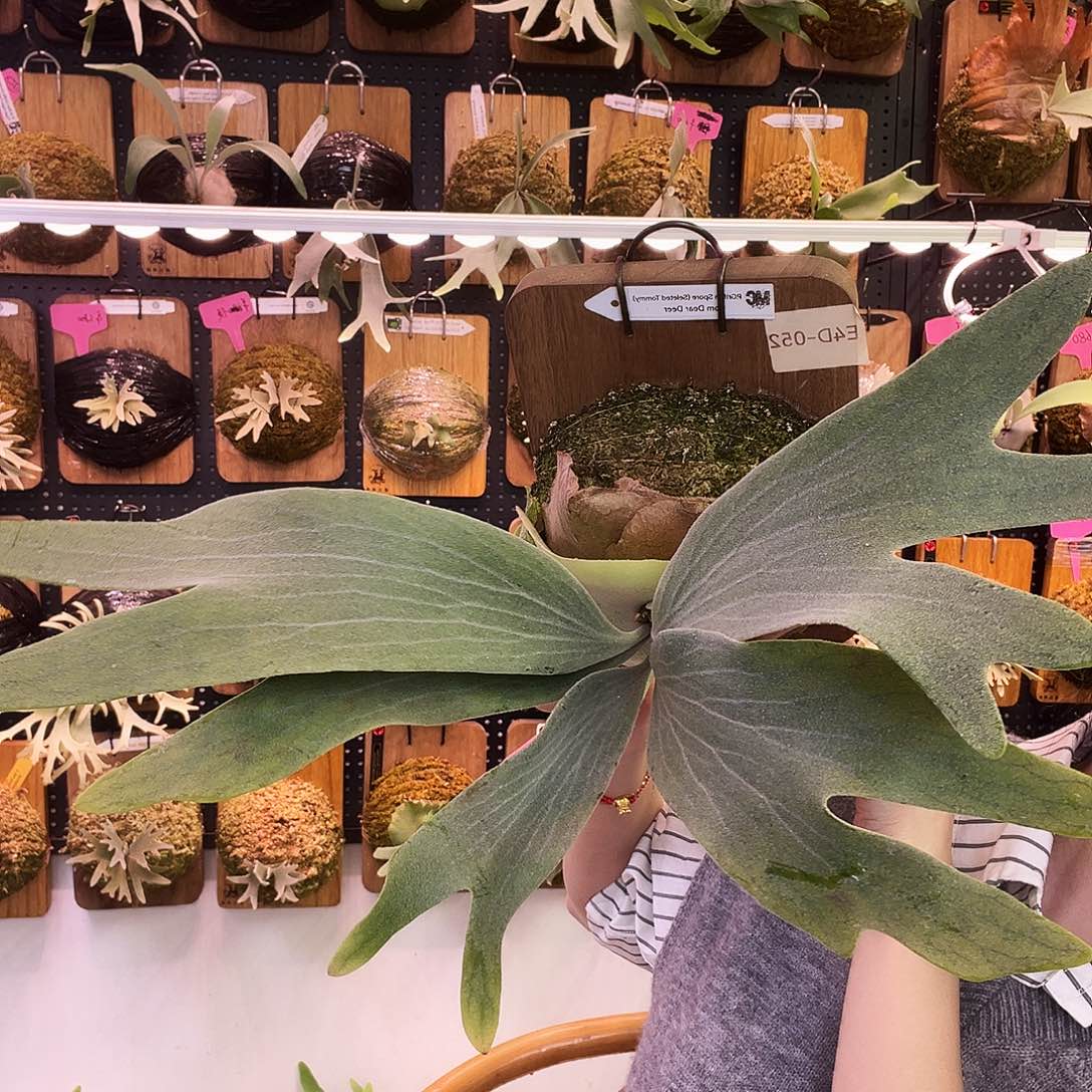 狮鹫特选 侧芽 鹿角蕨