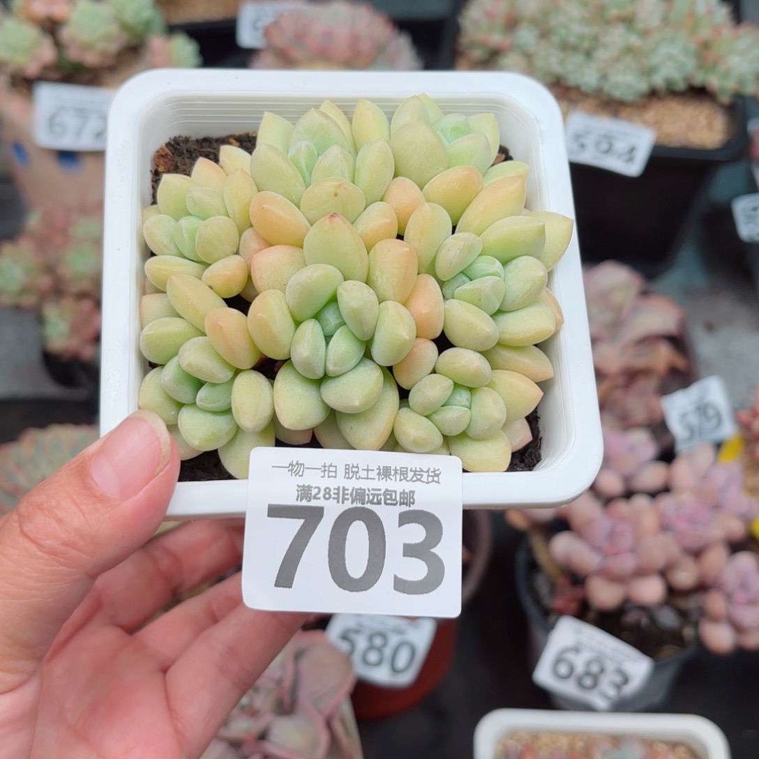 泡泡糖整群多肉多