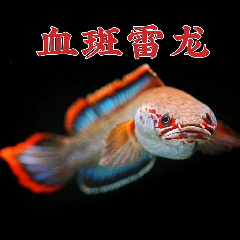 梦幻血斑一型雷龙鱼/观赏鱼/野生凶猛淡水鱼/小型雷龙鱼/雷龙鱼