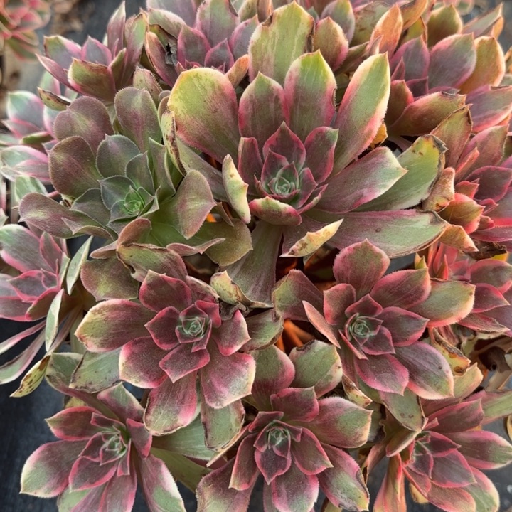 量拍一颗中号浣纱不包损100