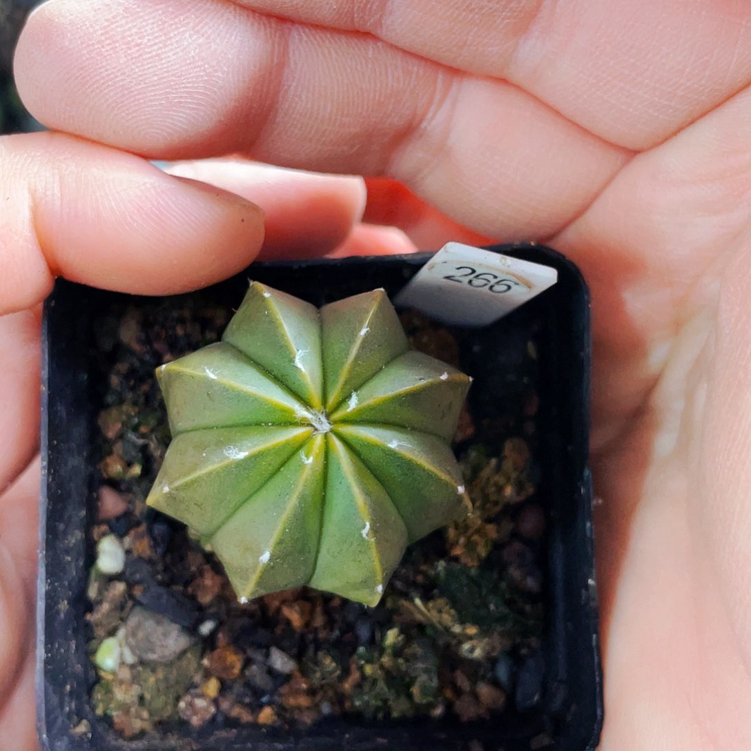 非偏远地区满25包邮仙人球