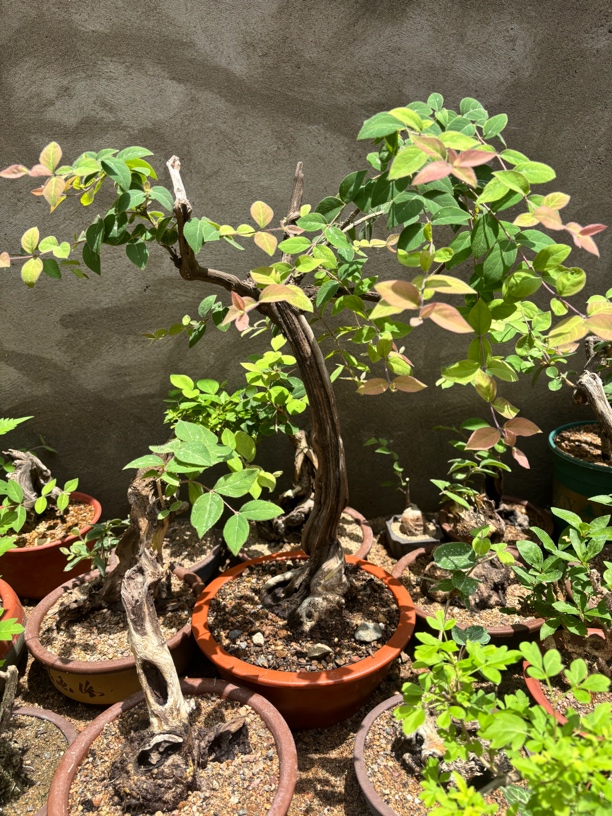黄芦，黄荆，爱心果盆景