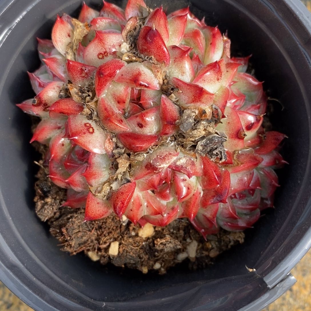 可问主播品种，下滑链接更多品种多肉植物选择