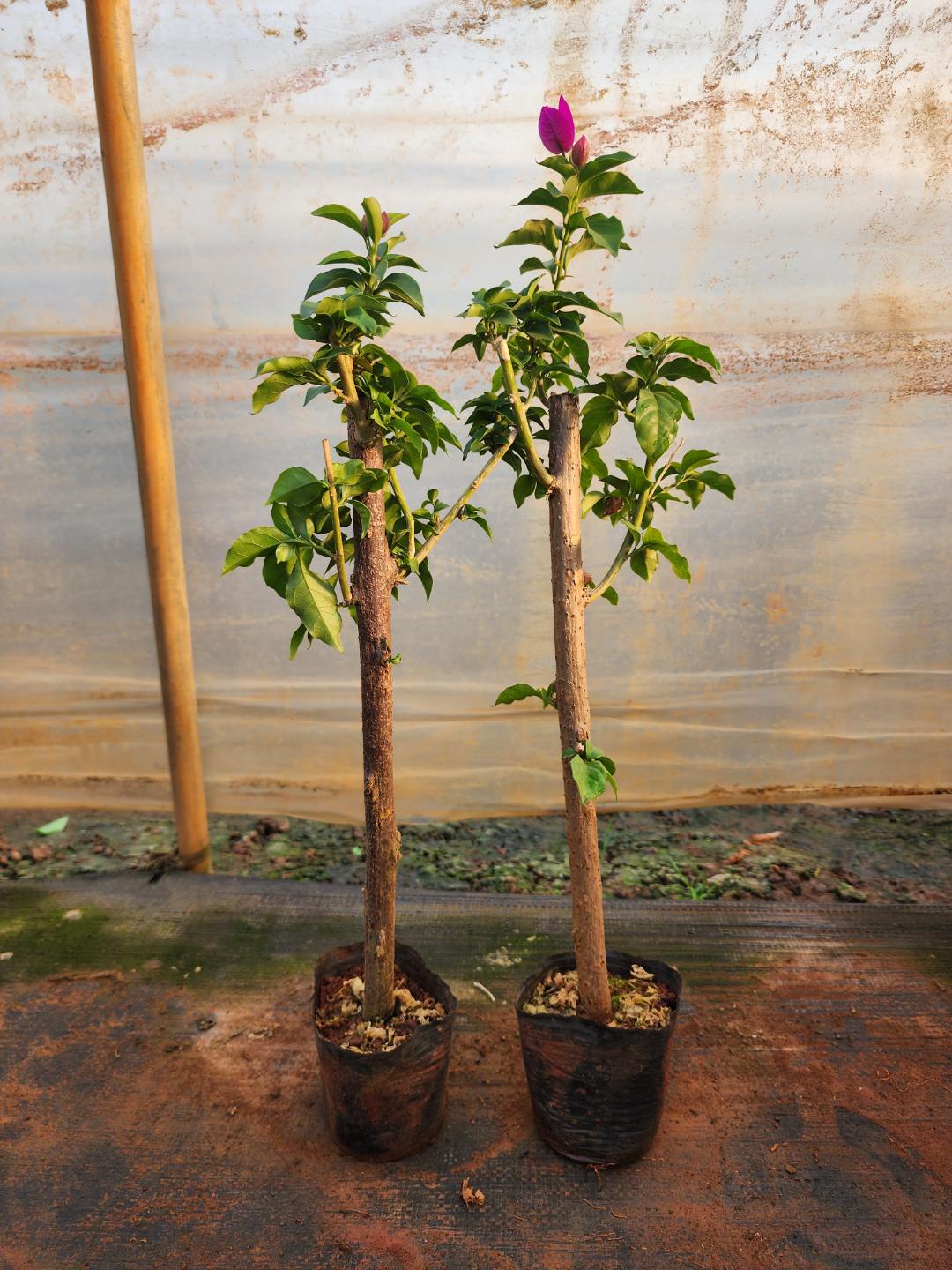 云南紫三角梅袋苗（两棵）
