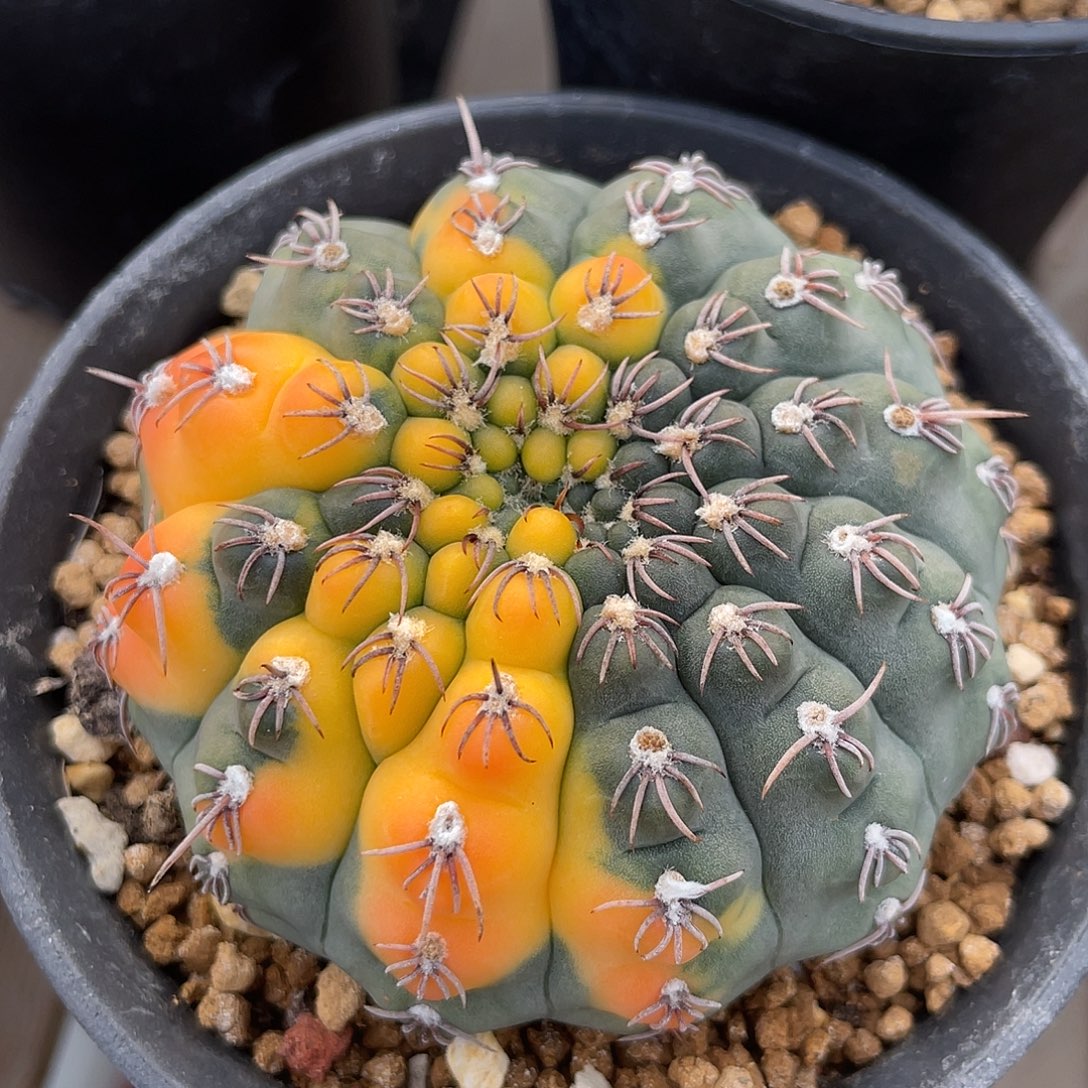 仙人球裸萼属伏刺瑞昌玉锦6.8厘米