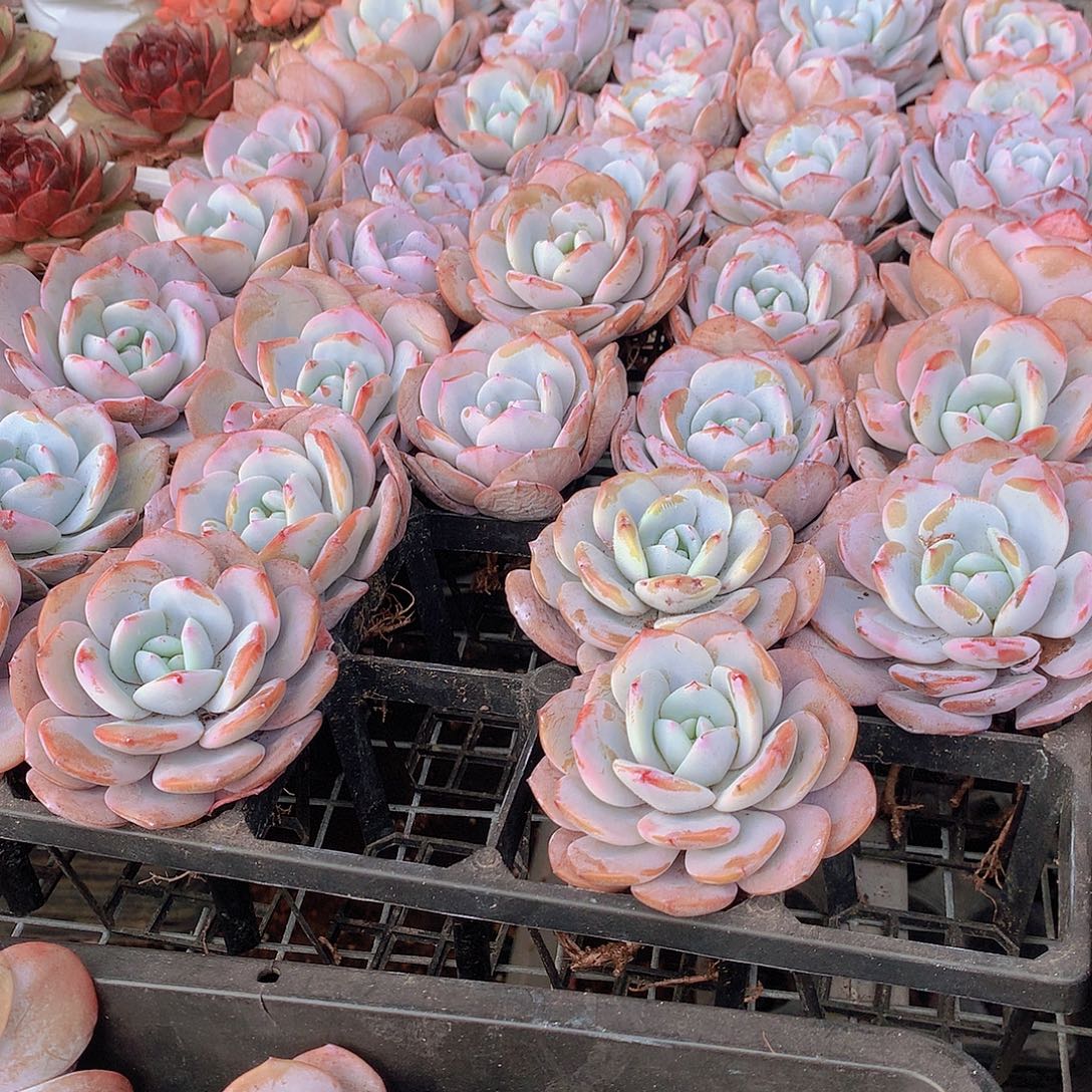 单头小奶茶000000000000000