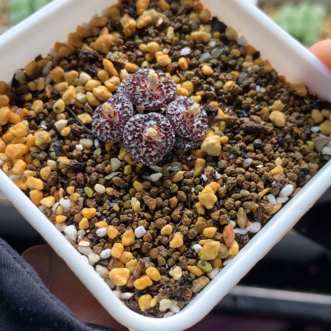 柴**?026安贞母本一颗