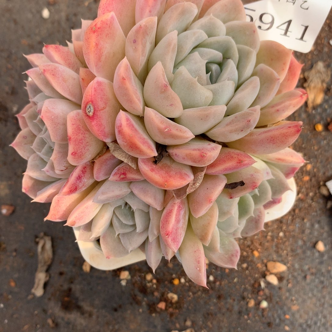 5941散群价不包整散杂交多肉