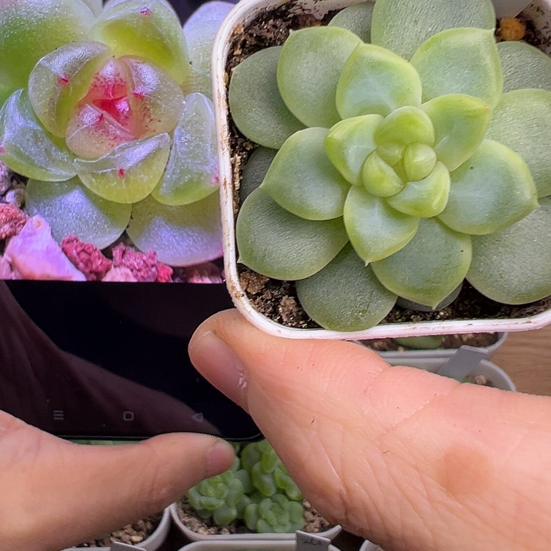 颜汐。            