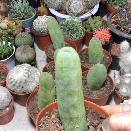 幸***家无花朵程程柱带盆土